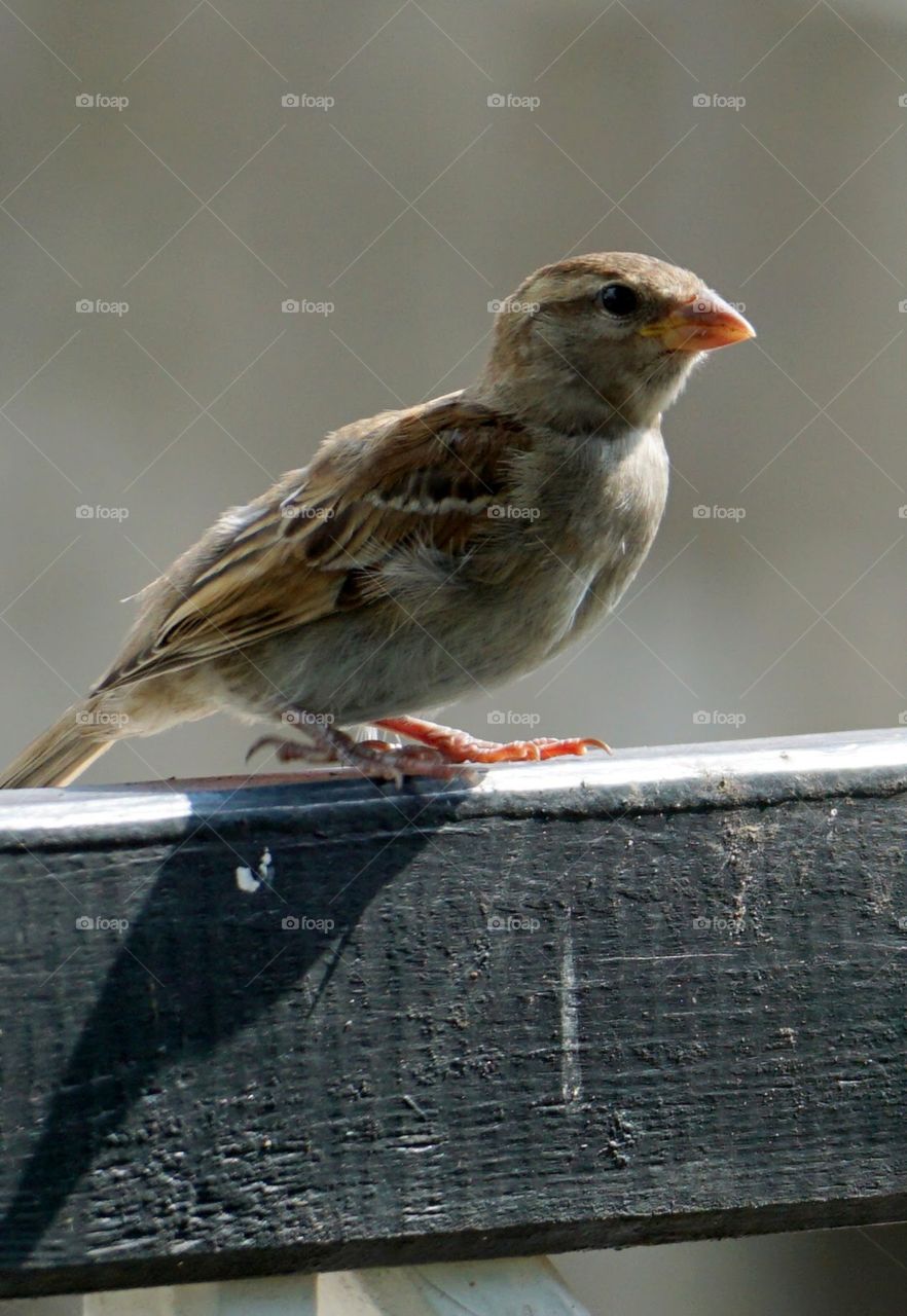 Little friends in the garfen