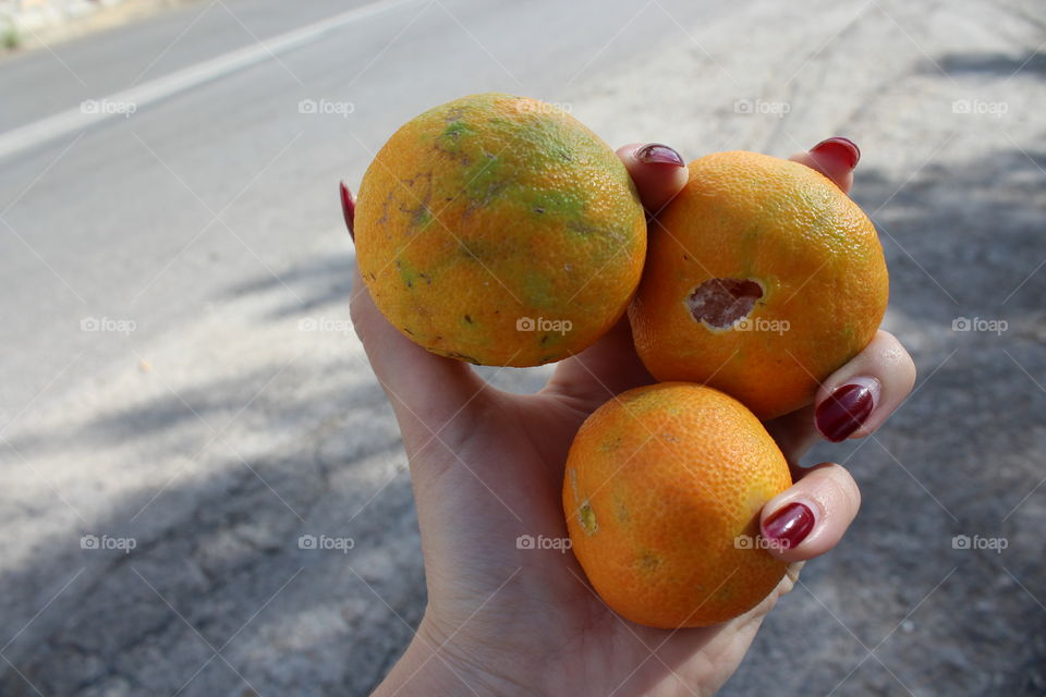 Fresh oranges from an orange tree in Kalamata, Greece. So sweet and delicious!