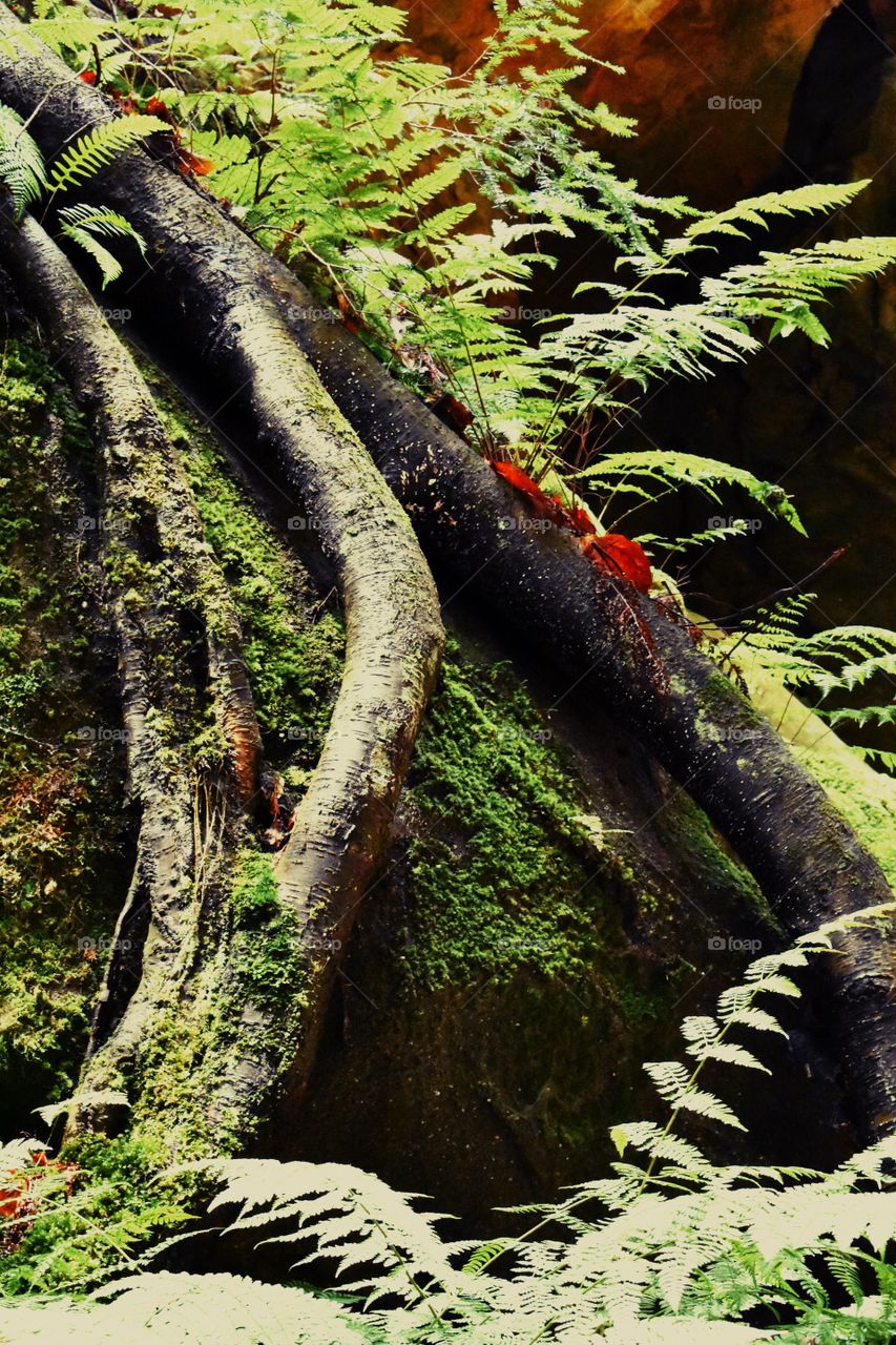 Hocking Hills Ohio State Park Roots tree Moss Forest