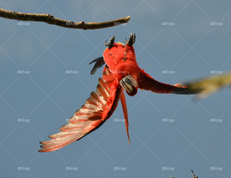 Diving Scarlet Macaw