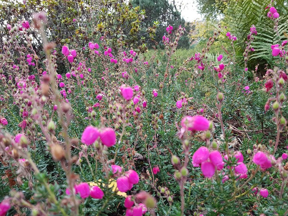 lots of pink flowers