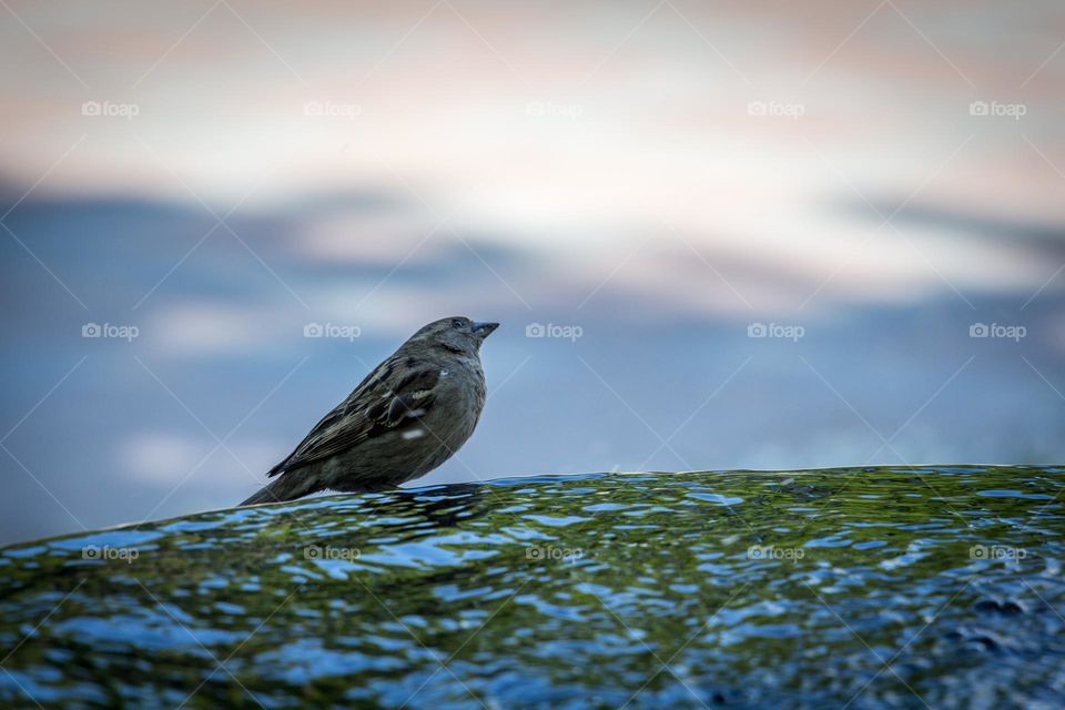 Bird sitting on a fallen tree