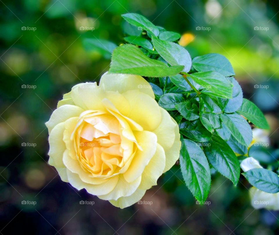 Yellow rose