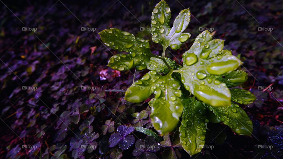 Wet green leaves after rain on purple leaves background - stock photo (Lydodiaceae - Lygodium Palmatum).