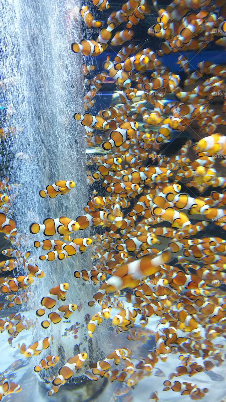 Anemone fish
