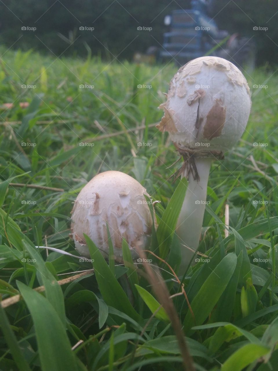 big n little mushroom