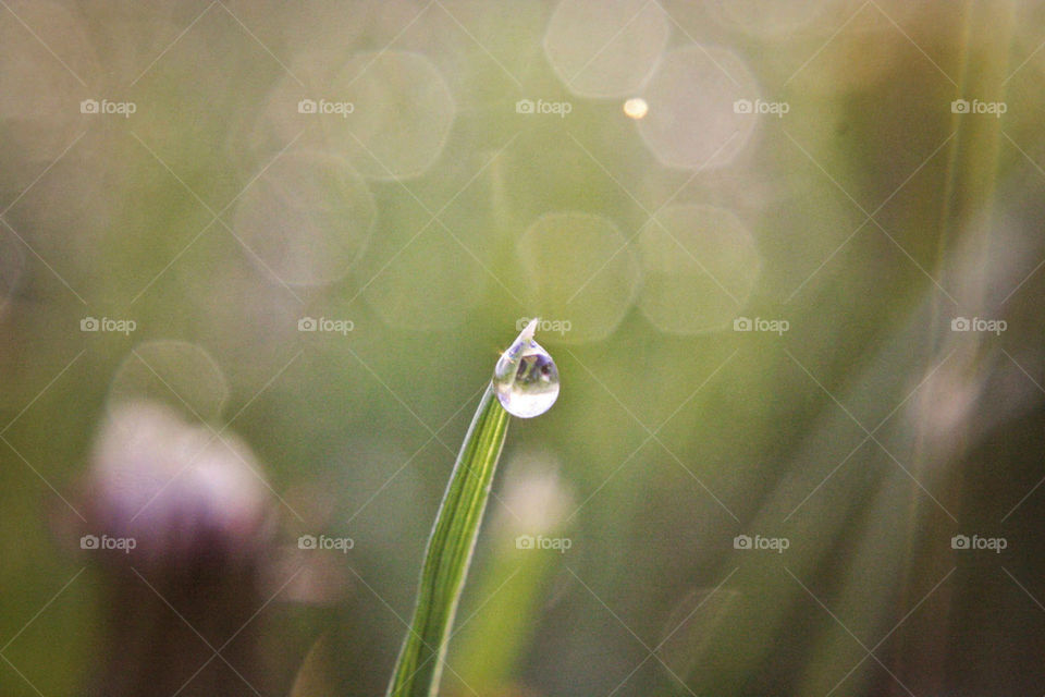 dew drops