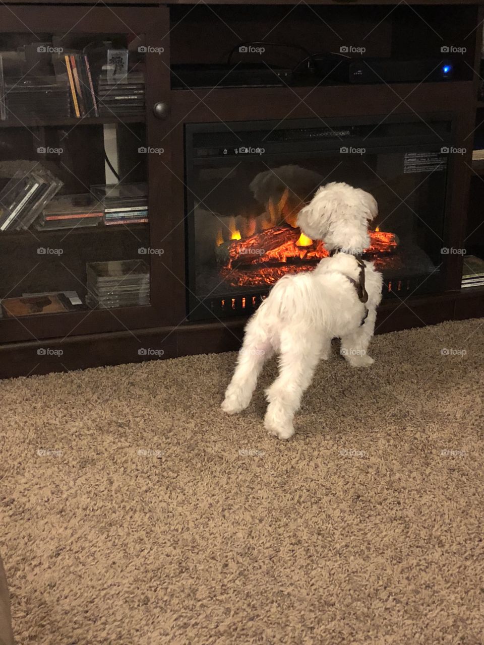 Amazed dog looking at the fireplace. Stay cozy in winter ❄️