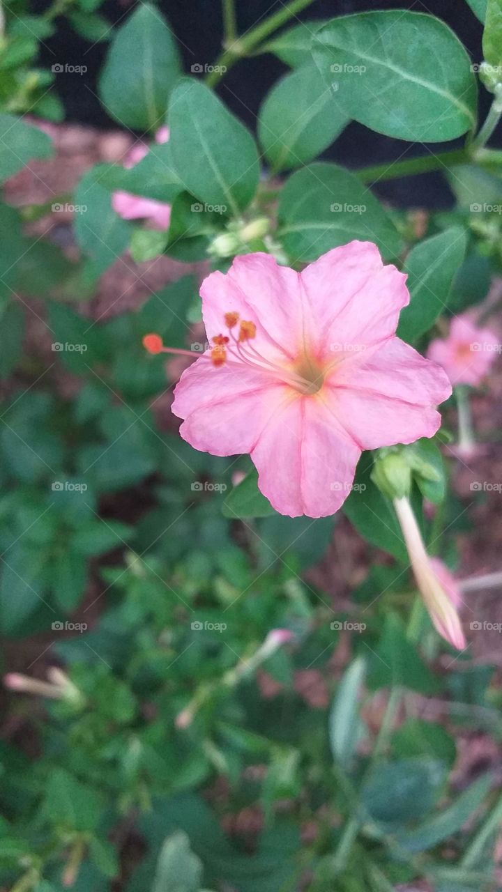 Hendirikka flower