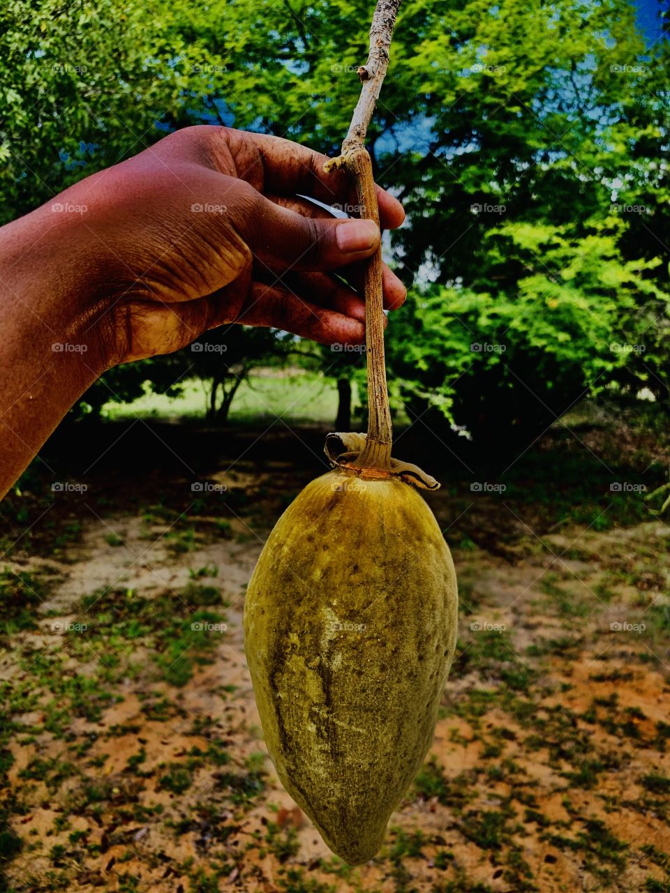 A beautiful and ripe baobab bulb fruit. We wait for them to dry out so we harvest. This is everybody’s favorite tree so one wakes up early in the morning to go check if there’s something in the tree. We use them as food but also as decoration.