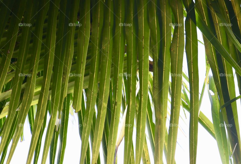coconut leaves