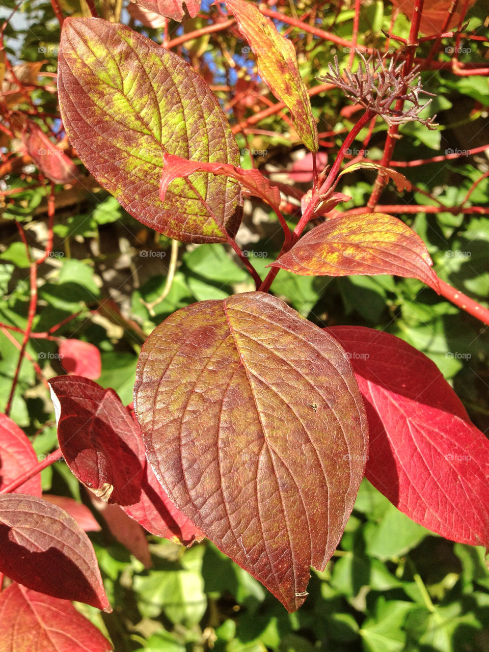 green nature red leaves by twilite