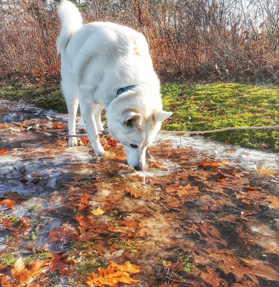 dog in nature, standing on top of ice and frozen leaves.