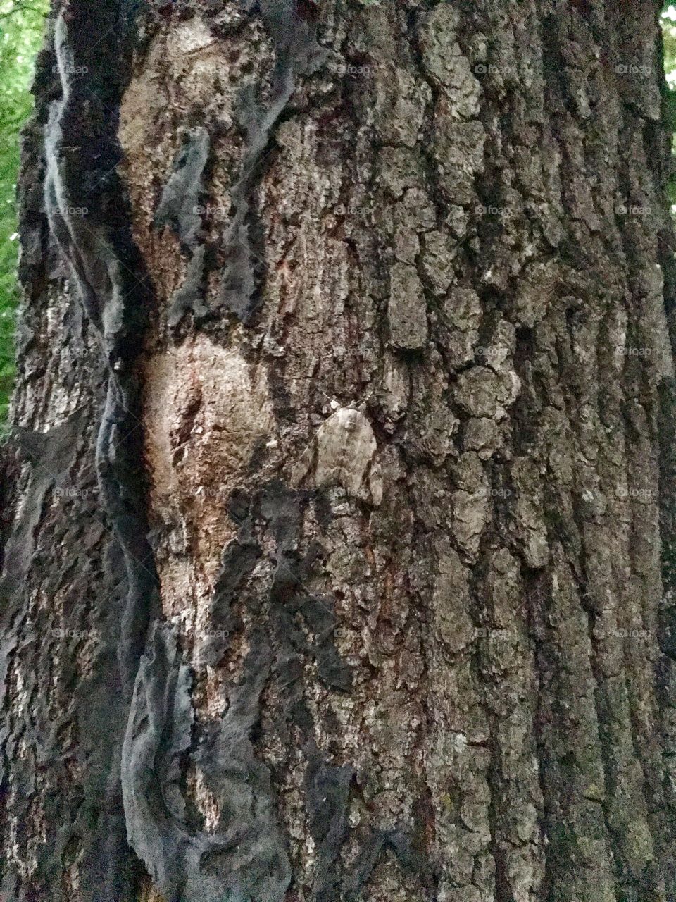 Moth in camouflage on tree trunk