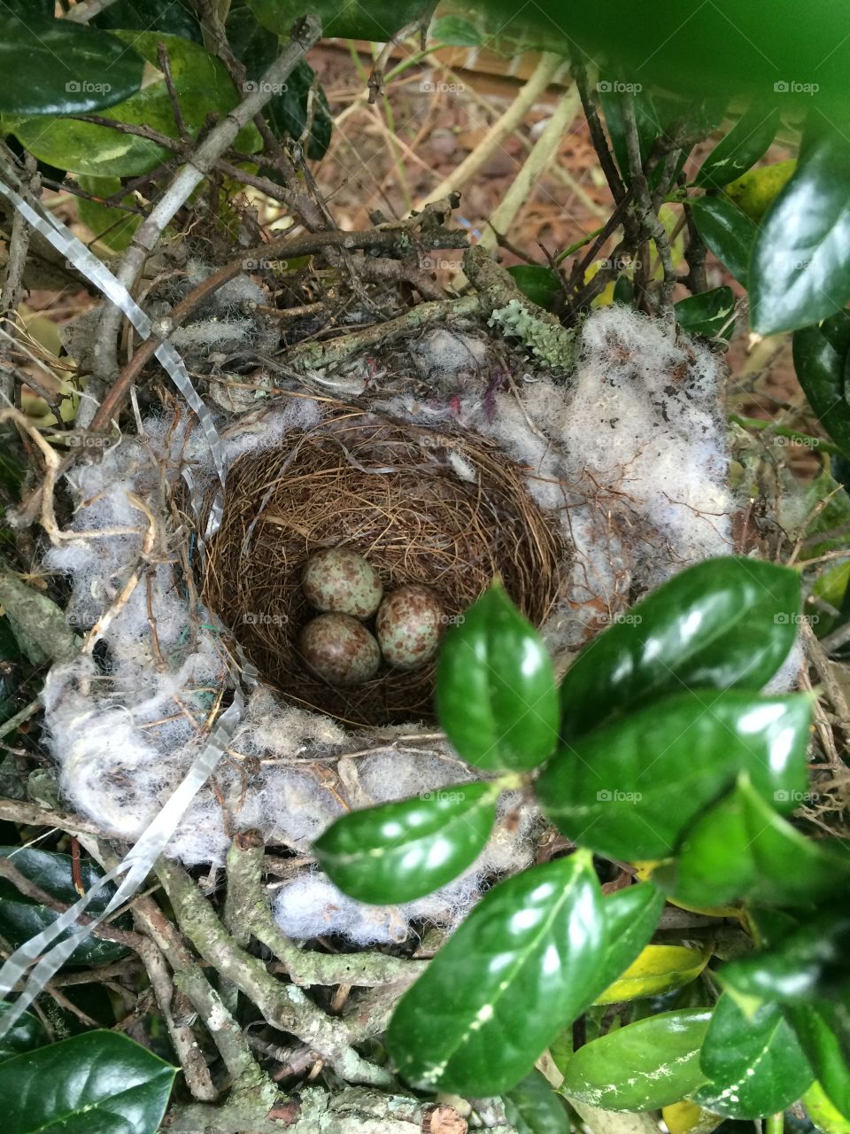 Mockingbird eggs 