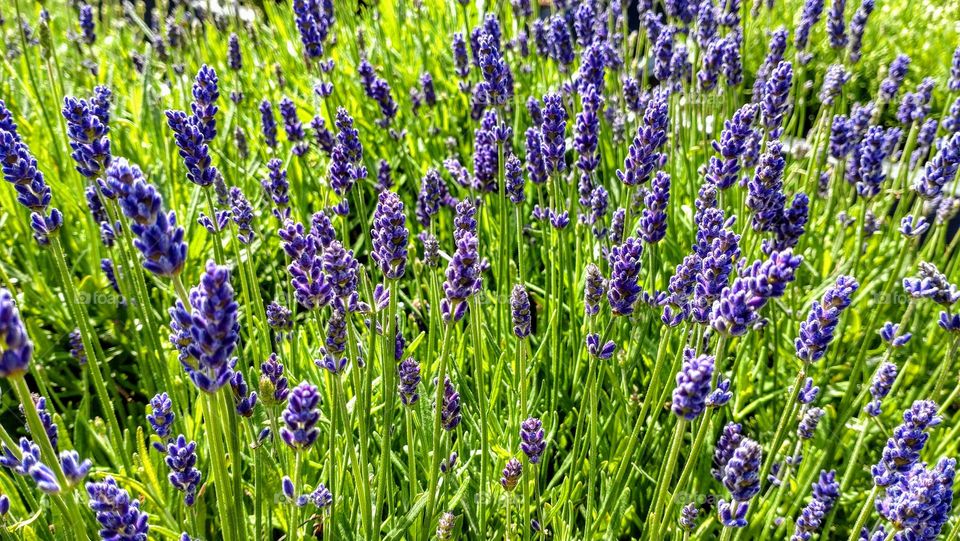 Lavander 💜💚 Spring 💚💜 Outside 💚💜