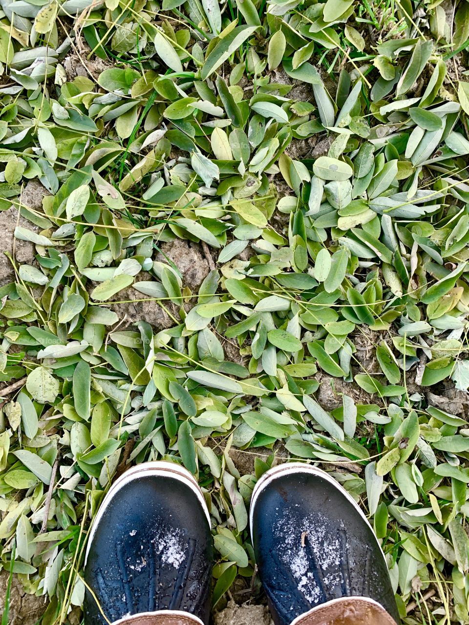 Overhead view of black and brown rubber boots on small, green leaves covering the ground