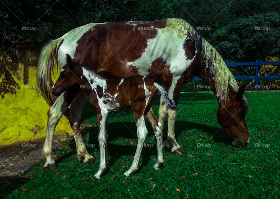 Égua e potro de 2 dias