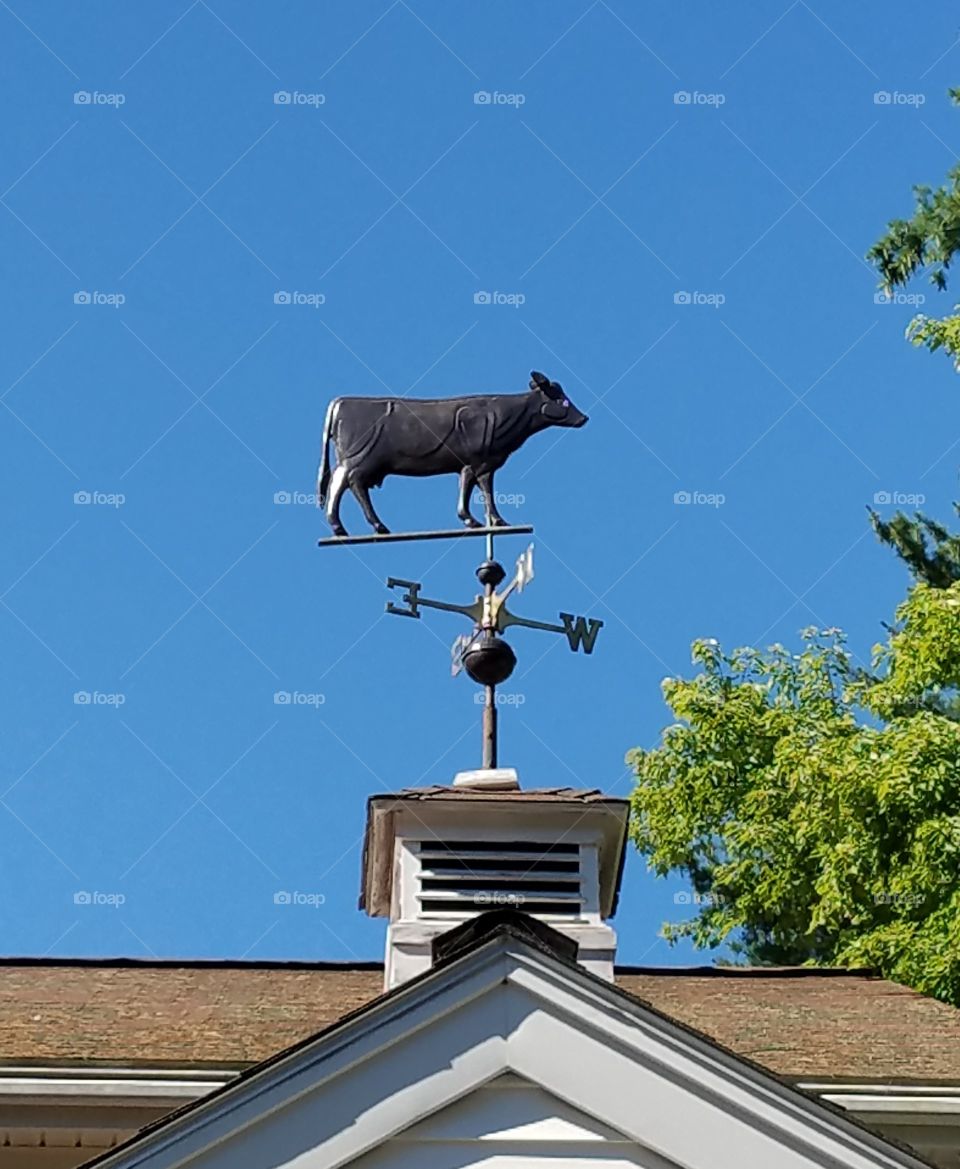 Cow Weathervane on rooftop cupola, against blue sky & tree top.