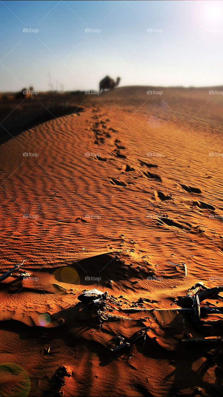 desert tracks