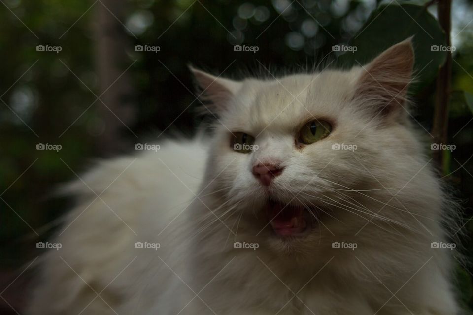 White Persian Pet Cat