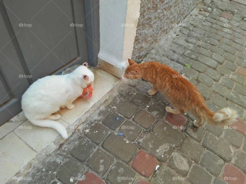 Two cats Opposite.