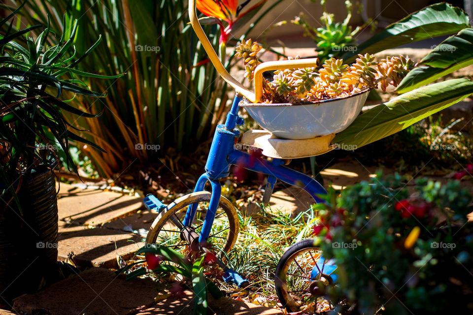 An old blue tricycle is used in the garden as a feature for a kitchen bowl for planting succulents. Looking after the earth by using old things.