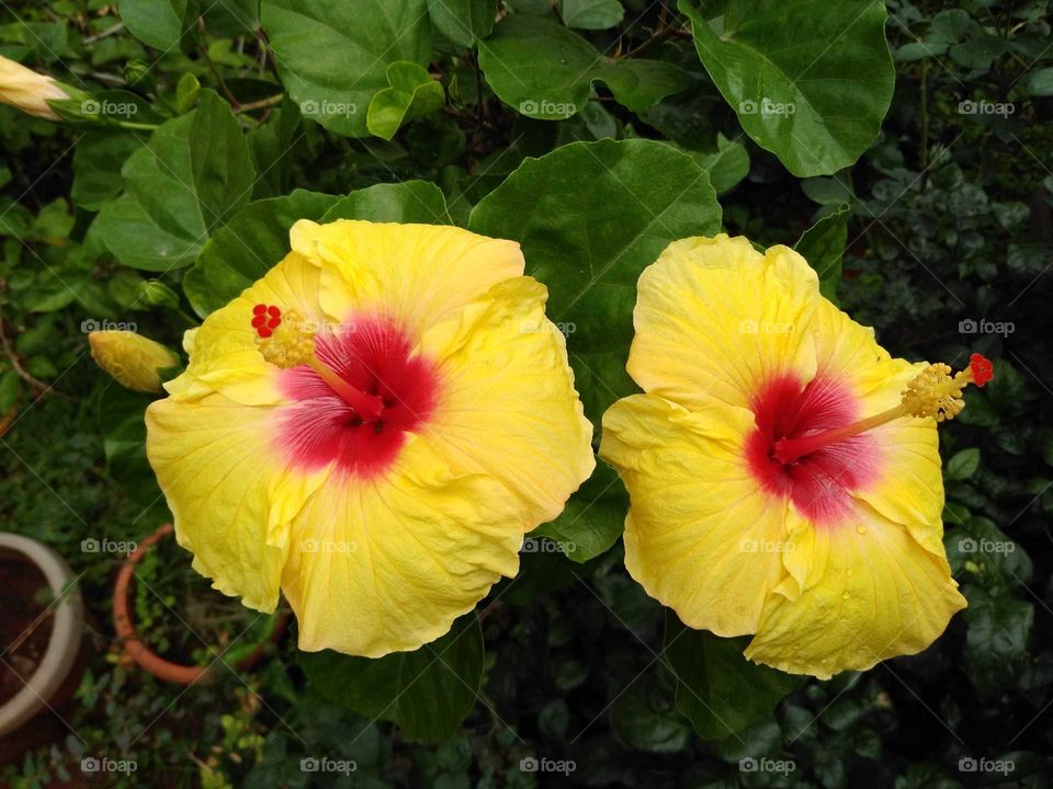 beautiful two yellow hibiscus flowers in my garden
