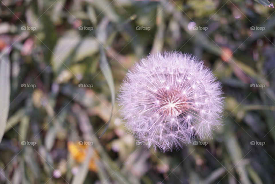 Taraxacum Officinale F.H. Wigg
Springs 
California Flower