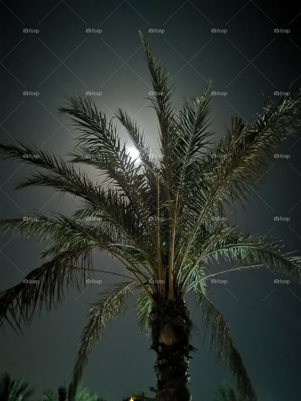 Palm tree with moon light and dark sky background
