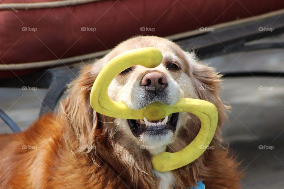 A Dog and His Toys