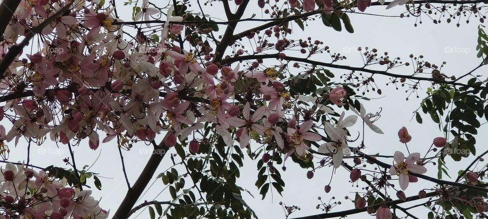 Cassia barkeriana Linn, Chenggong Township, Taitung County
