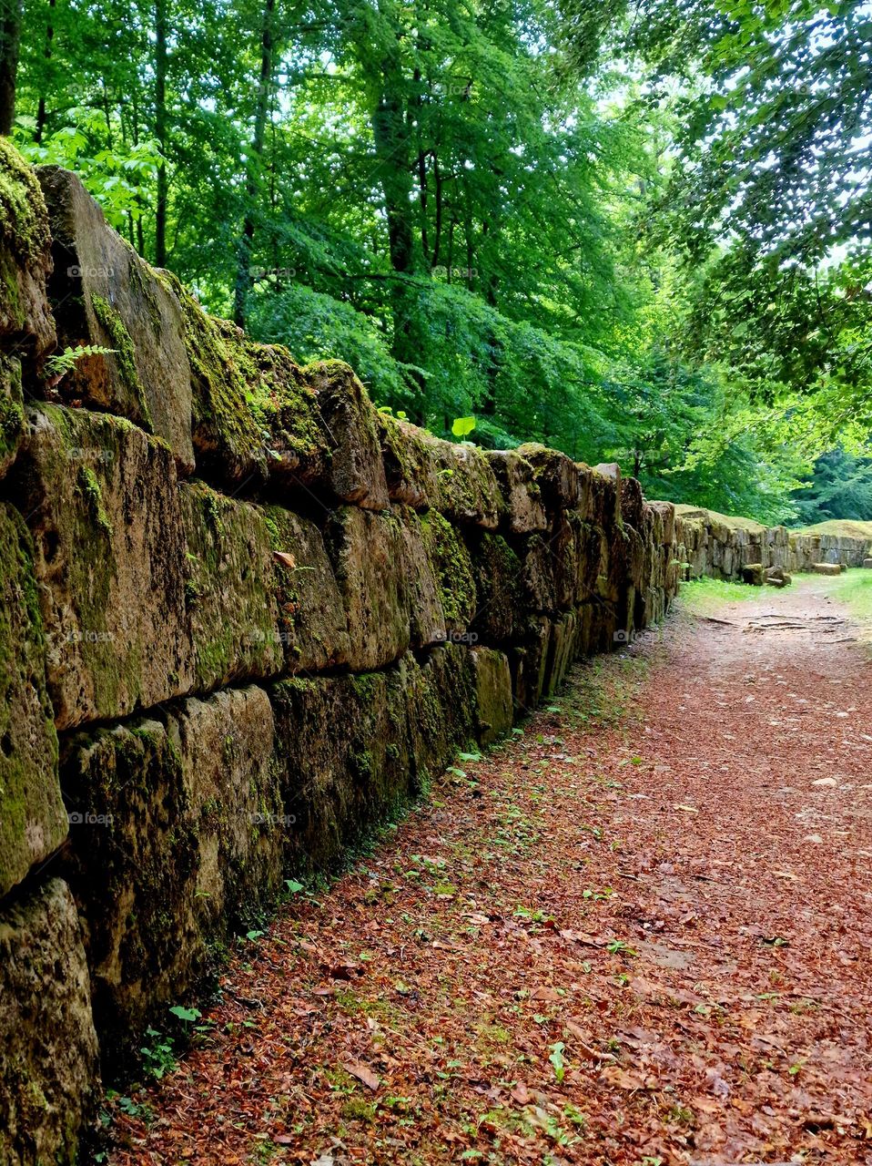 old wall in the forest