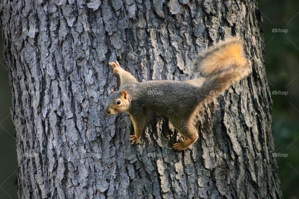 Squirrel in northern Ohio, USA