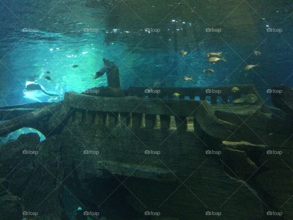 Океанариум Сочи 