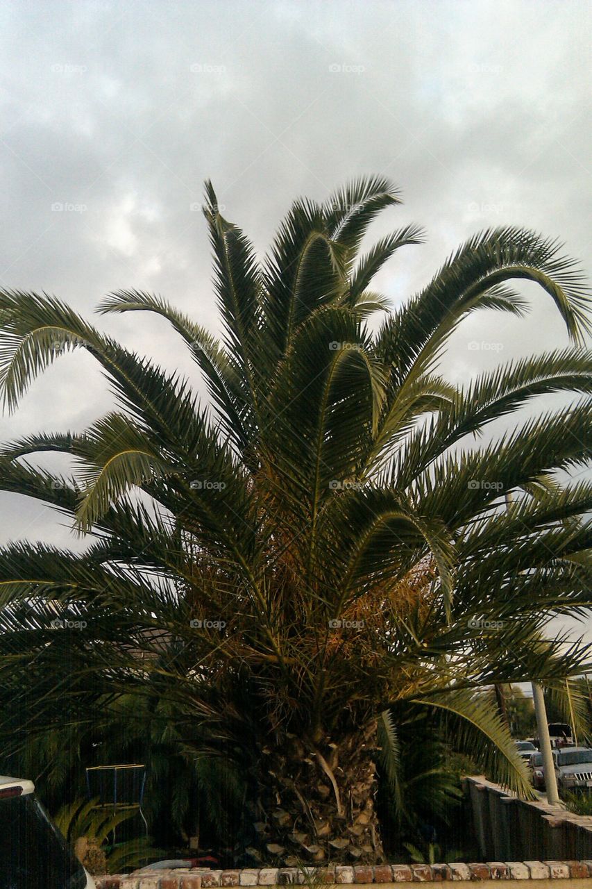Queen Palm on an Overcast Morning