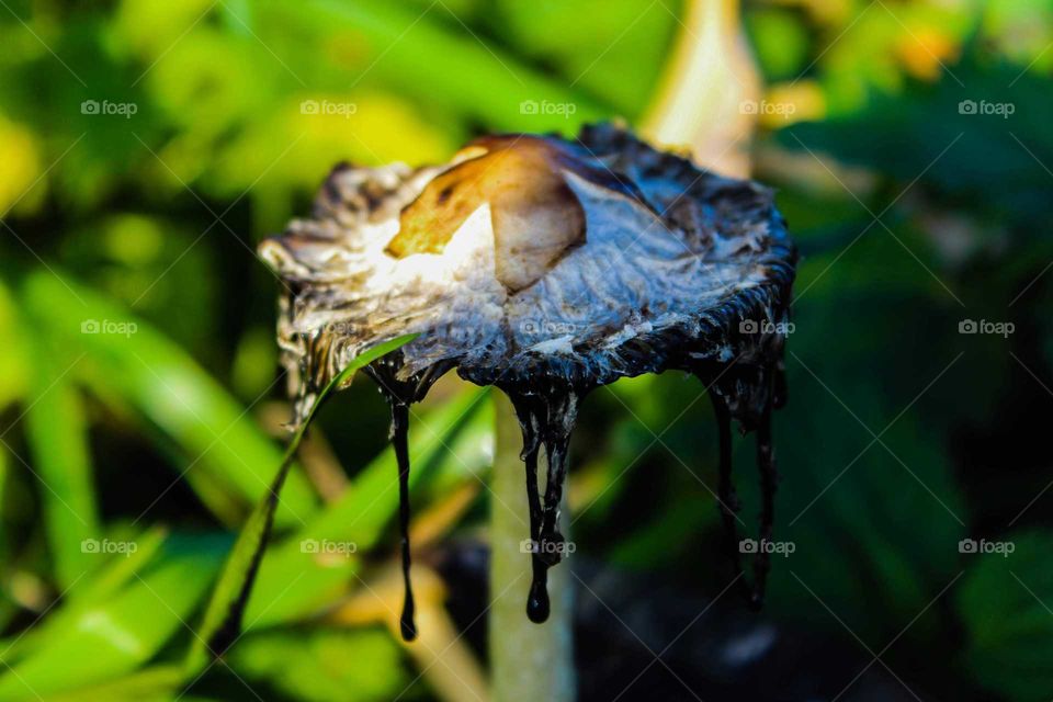 Mushroom melted in the sun