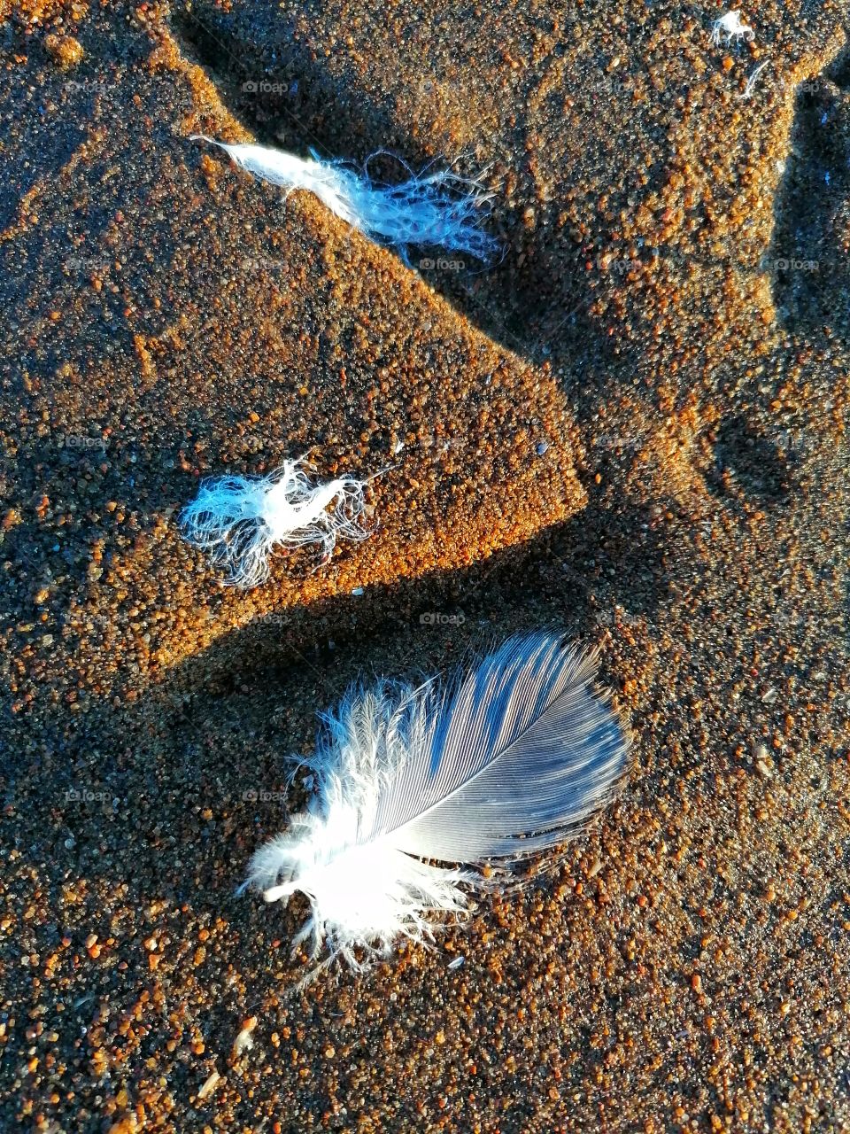White bird feathers.