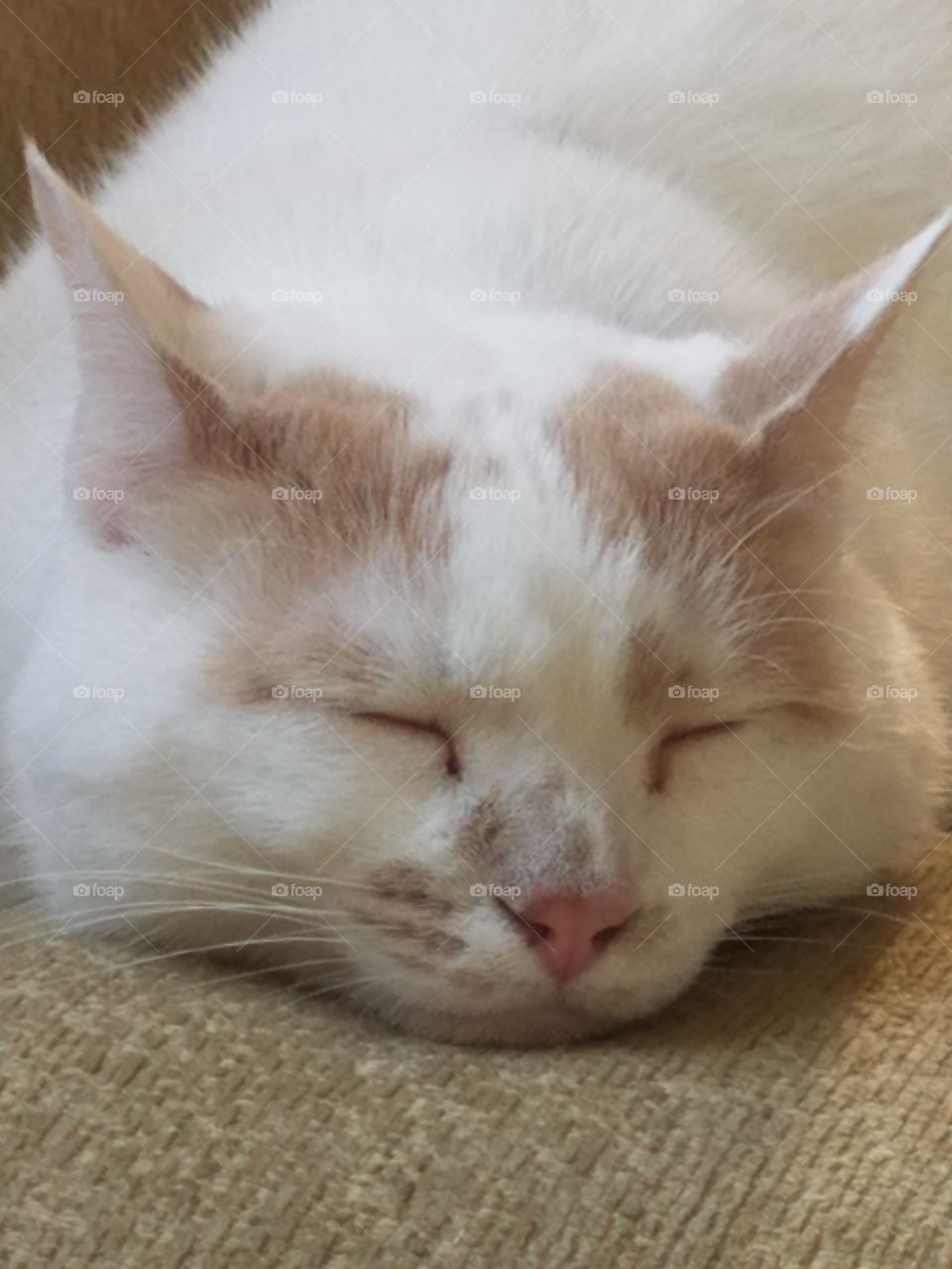 American Domestic Short Hair