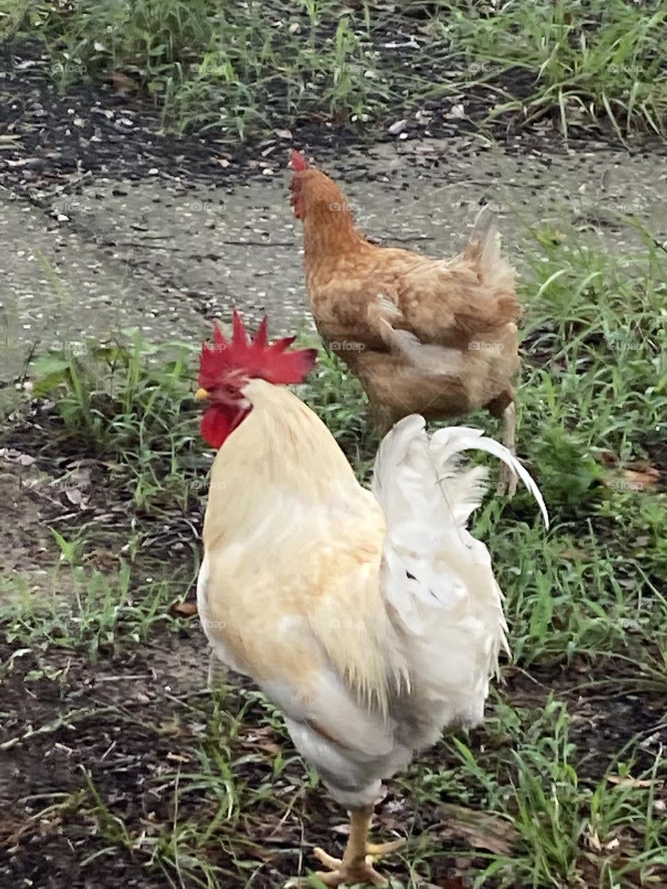 Rooster and chicken 🐔