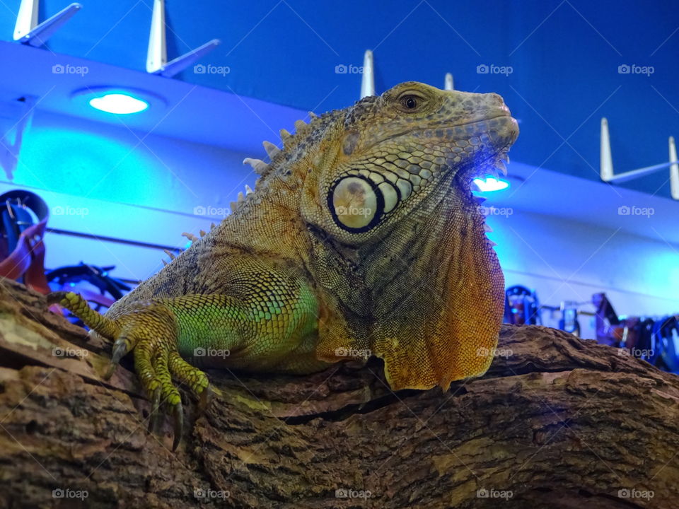 Iguana resting