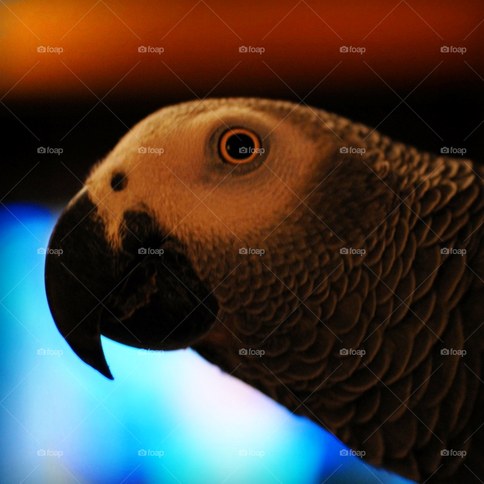 parrot african grey by lightanddrawing