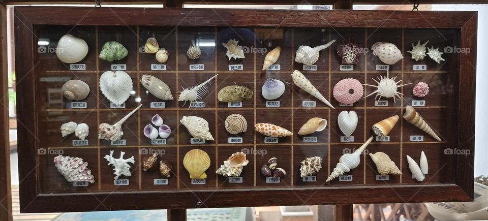 Forty kinds of shell specimens