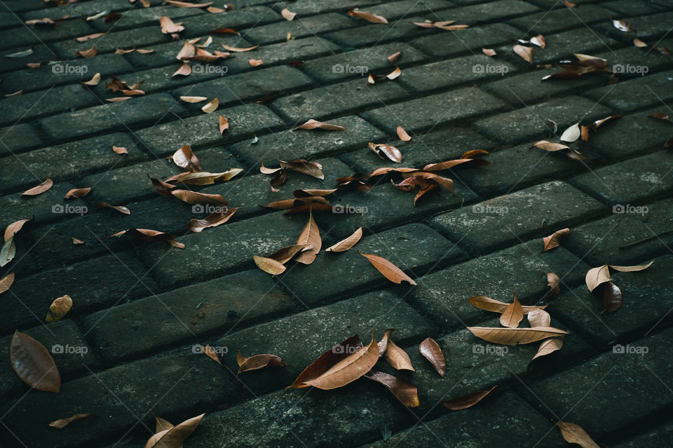 Dry leaves scattered on the cement floor