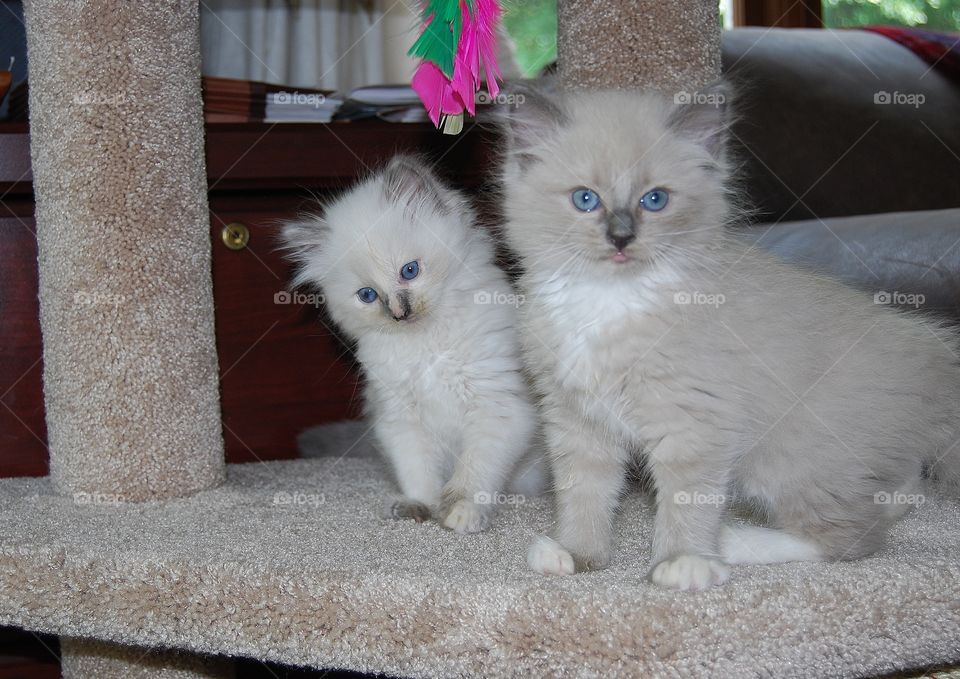 Ragdoll kittens