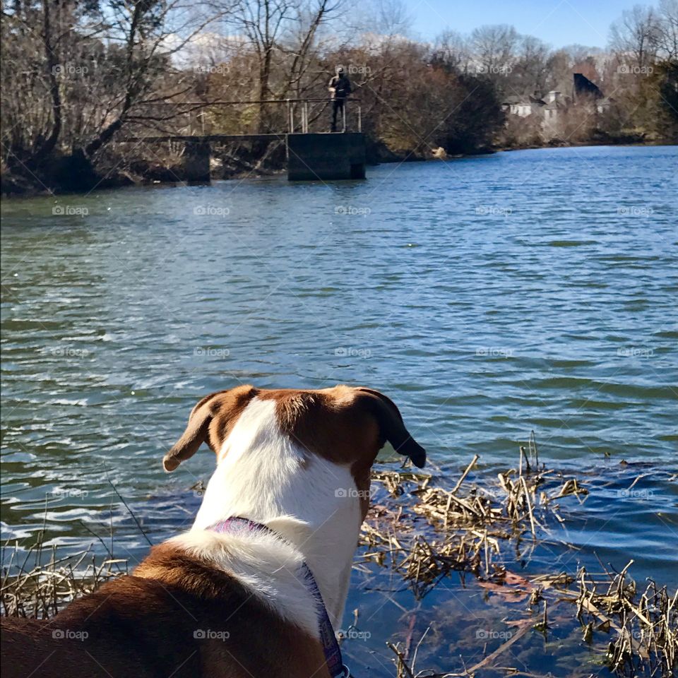 Dog looking out over lake