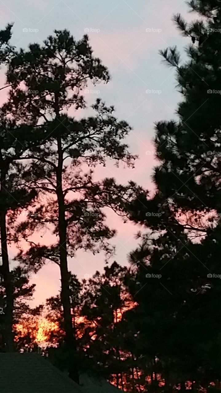 Sun setting behind trees