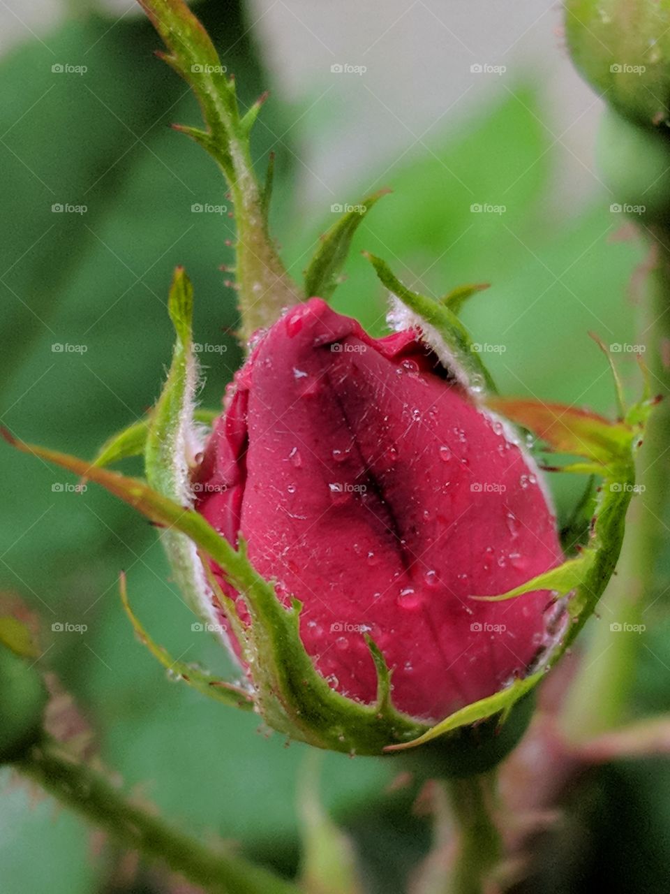 beautiful budding rose