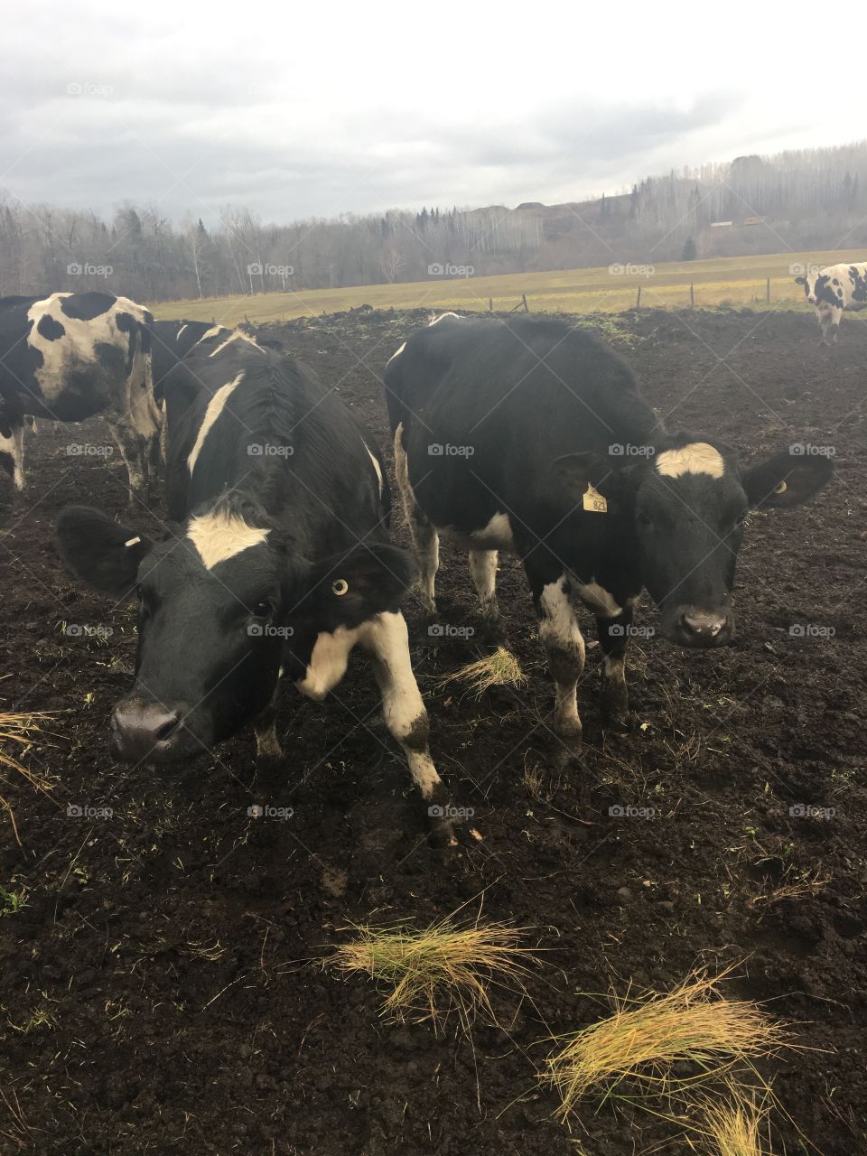 Ontario Dairy Farmers