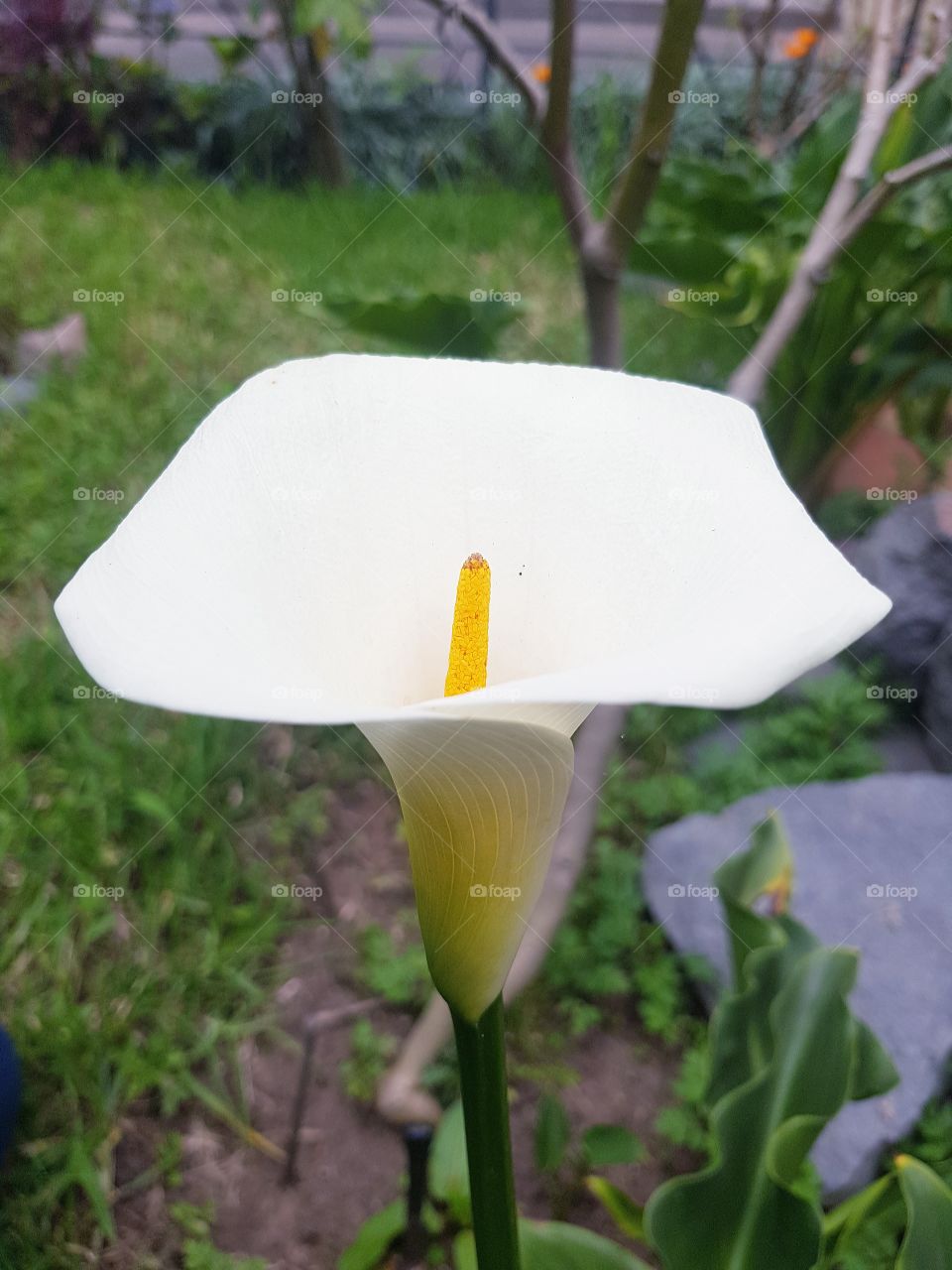 hermosa flor de jardín